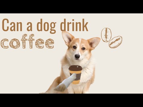 Can dogs drink coffee ?