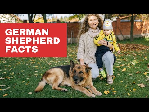 Top Reasons Why German Shepherds Are the Best Dogs Ever! #germanshepherd #germanshepherdpuppy
