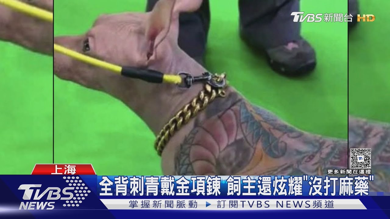 無毛犬刺滿彩色龍紋!飼主竟炫耀「沒用麻藥」 陸寵物展惹眾怒