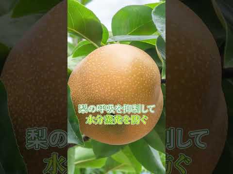 梨の保存方法:これが最も長持ちする方法です 植物