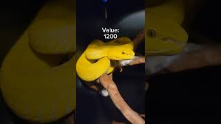 These reptiles cost HOW much!? #reptiles #valuable #shorts #venomoussnakes #pets