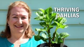 How I Help My Dahlias Thrive 🌿 Pinching, Feeding & Supporting Dahlias // Cottoverdi