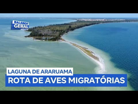 Laguna de Araruama se torna rota de mais de 200 aves migratórias