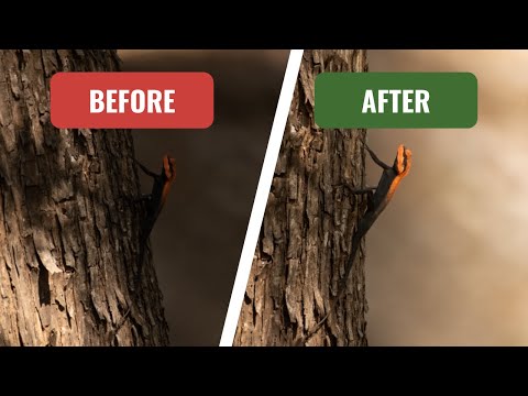 WILDLIFE PHOTOGRAPHY EDITING USING LIGHTROOM #photoshop #lightroom #nature #editing