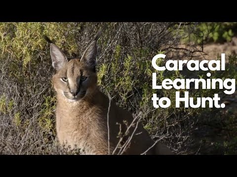 Young  Caracal learning to Hunt - Amazing Videos | Wild Wonders