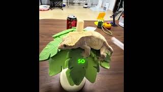 Download lagu He Couldn’t Move Until She Did This! 🦎 #shorts mp3