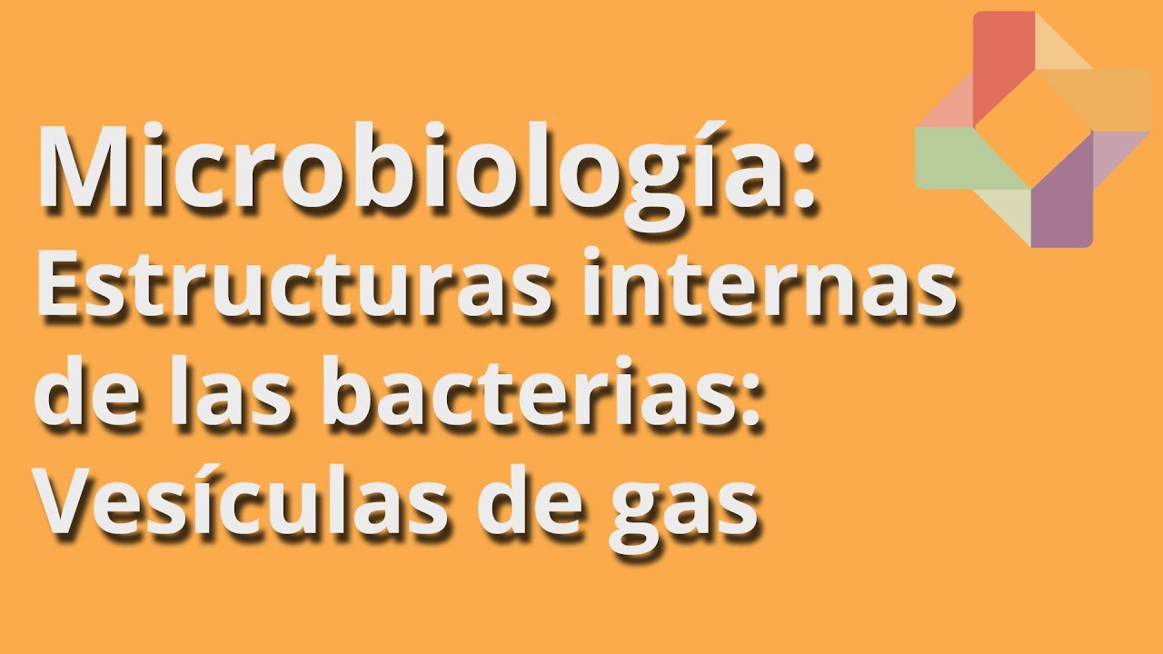 Vesiculas de gas funcion