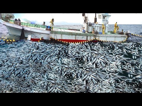 Unbelievable hundreds of tons of herring are caught by large nets - I've Seen it Big Fishing Net #04