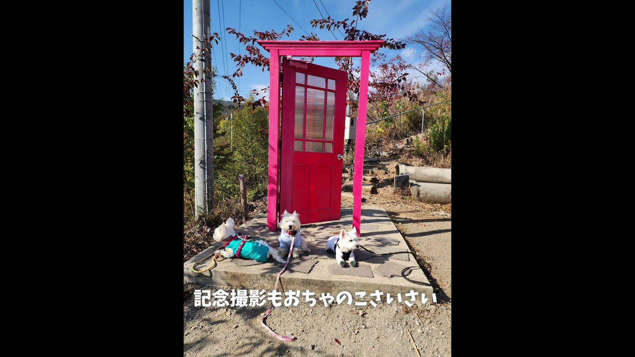 #dog #大型犬のいる生活 #westhighlandwhiteterriers #可愛い #westie