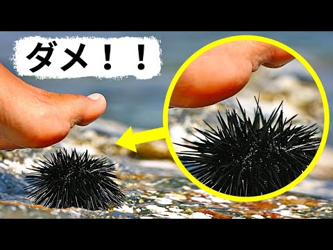 海底に住む動物たち 5. クロデビルフィッシュ