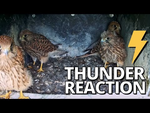 Kestrel Chicks React to Thunder for the First Time