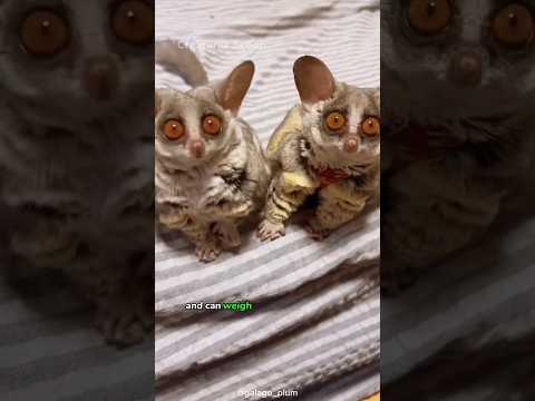 Bushbabies: Discovering the Galago's Hidden Charms