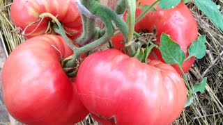 Достоинства и недостатки сорта томатов Спецназ