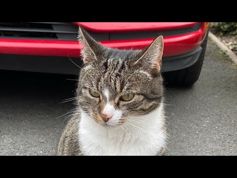 Billi mausi bari saiyani