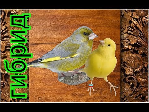 ГИБРИД (канарейка Х зеленушка) птенцы выросли