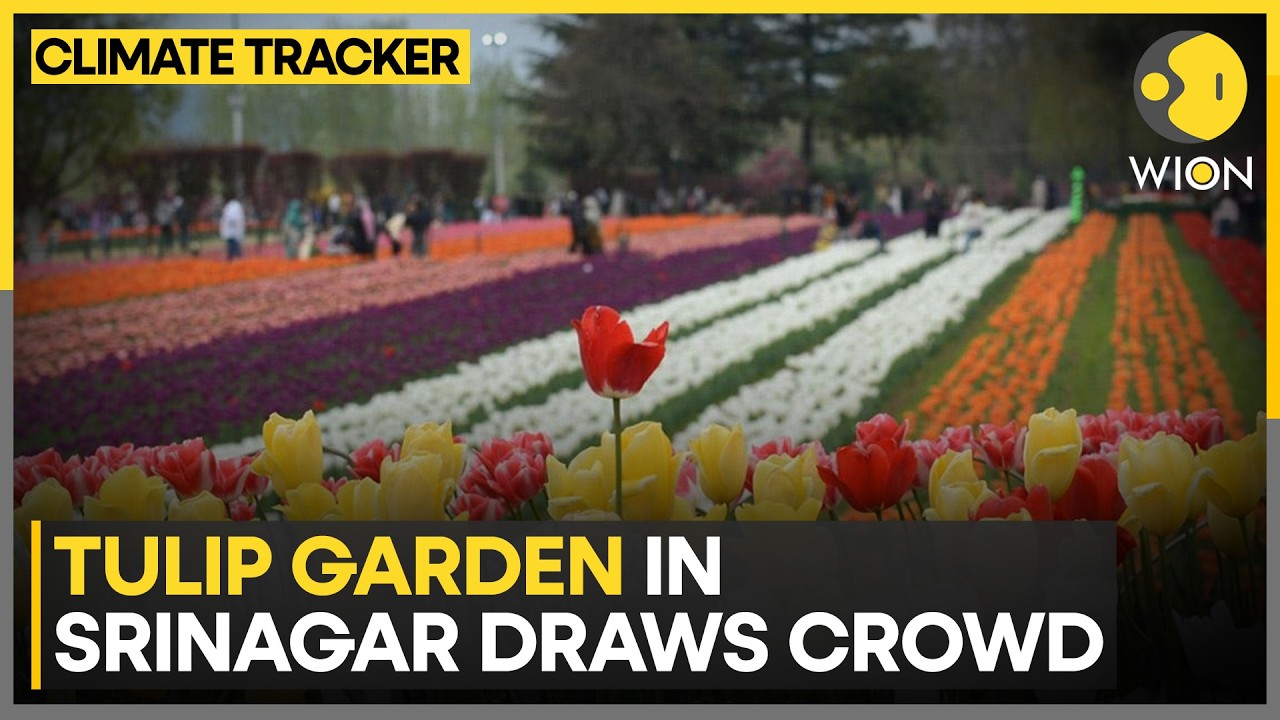 Jammu And Kashmir:  Srinagar's Tulip Garden Draws Record Crowds | WION Climate Tracker
