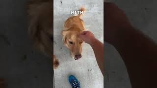 Download lagu THE DOG FROM AIR BUD! 😎 #shorts #challenge #lifehacks mp3 Download lagu THE DOG FROM AIR BUD! 😎 #shorts #challenge #lifehacks mp3