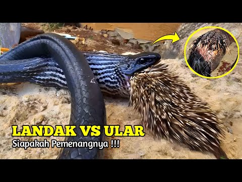 Merinding !!! Pertarungan Sengit Landak Vs Ular