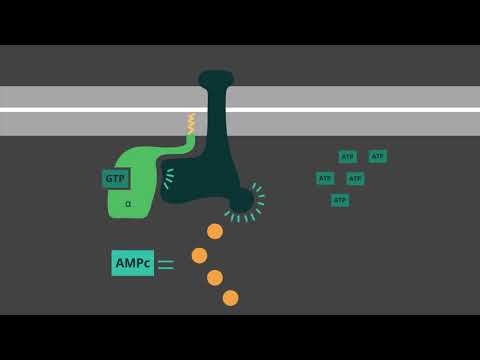 ¿Cuál es el papel del AMPc?