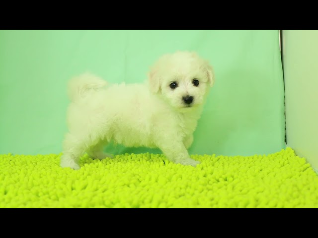 ブリーダー/ショップマロニエケンネル　MARRONNIER KENNELのビション・フリーゼで番号が2897です