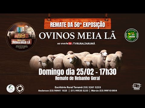 LOTE 106 - 27 OVELHAS - IDEAL