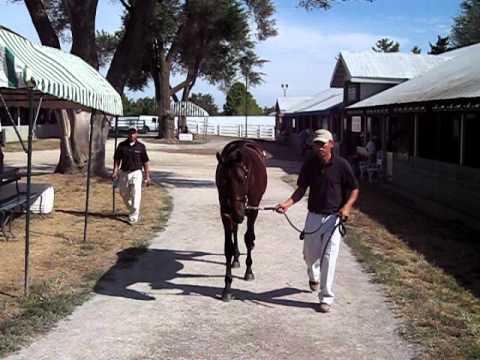 Royal Colors Racing Forty Winks, Keeneland September Yearling Sale