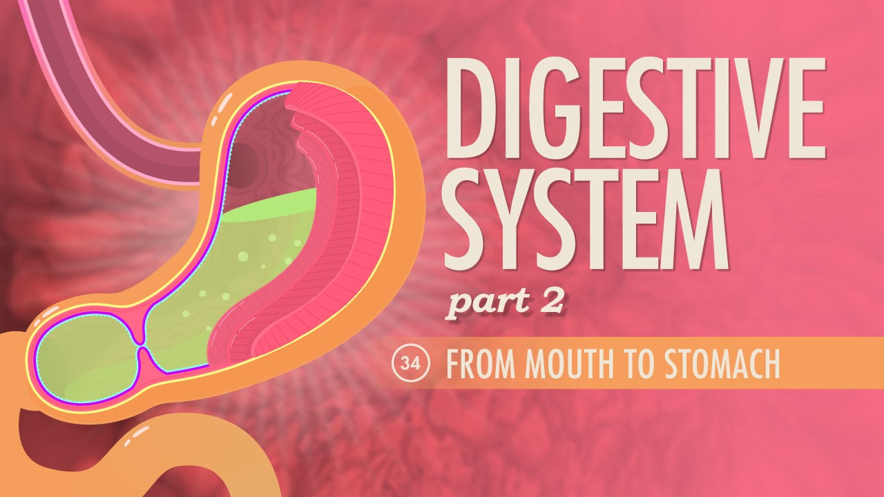 Ch. 23 Digestive system part 2
