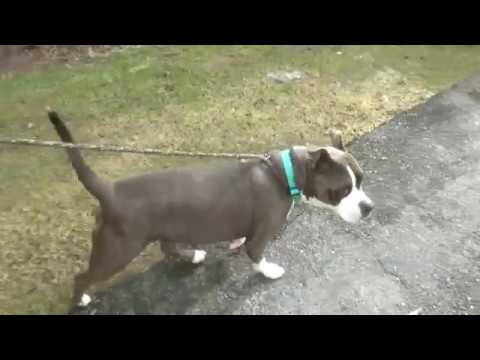 Welcome to Forever Paws, Fall River Ma.