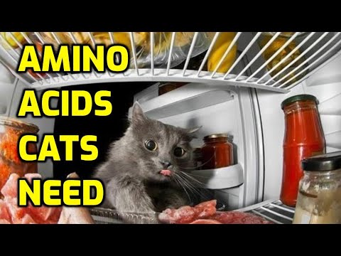What Is The Healthiest Protein Source For Cats?
