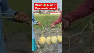 Download lagu Panen Melon alina f1.. satu tanaman 4 buah. mantap.. mp3