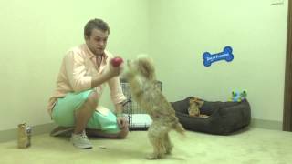 how do i get my dog to stop peeing while I am at work - Crate training by Trevor the pet Guy