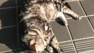 くねくねねこ