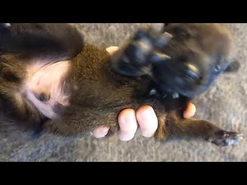 Just a video of lucky wiggling around