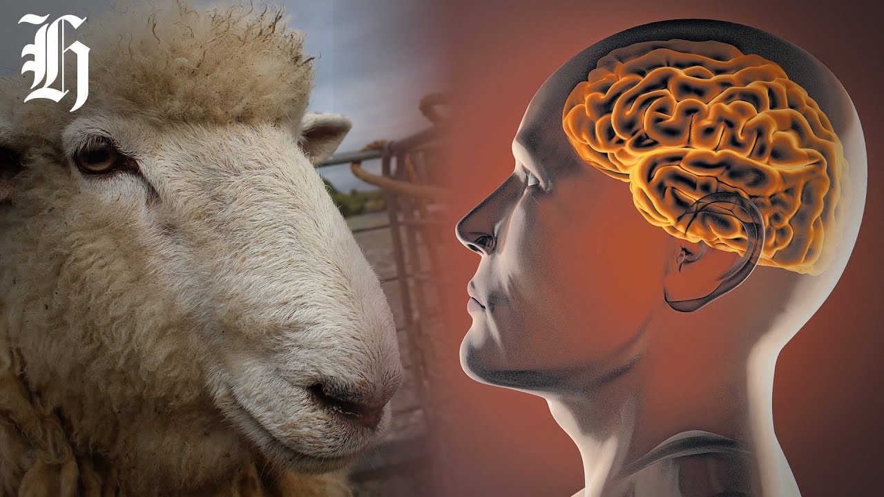 Ram Brains Used to study human head injuries in Kiwi breakthrough | Herald NOW