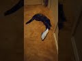 Video Thumbnail for Wobbles Playing With New Toy.