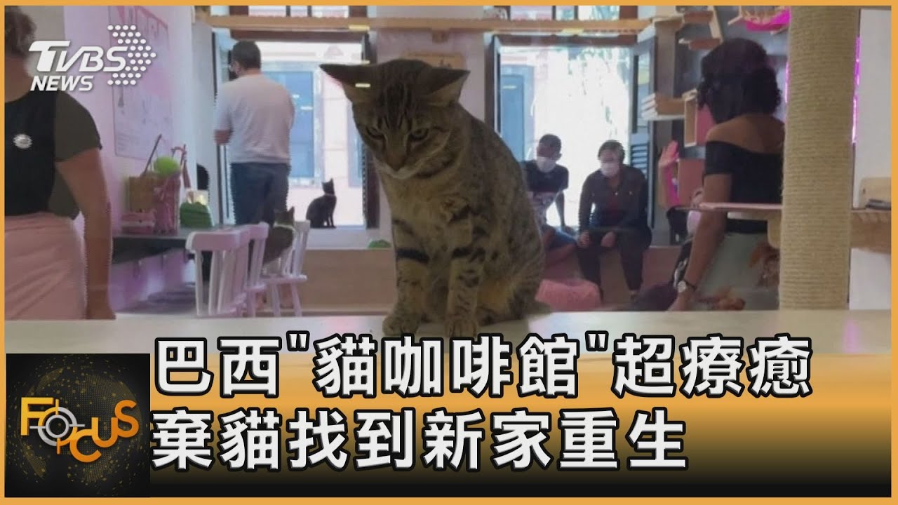 巴西「貓咖啡館」超療癒 棄貓找到新家重生