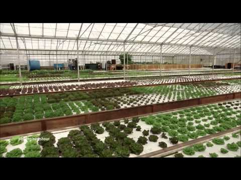 , title : 'Aquaponic farming saves water, but can it feed the country?'