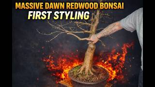 First Styling a HUGE Dawn Redwood Bonsai | Big Cuts & Bold Design