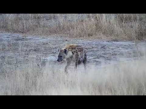 Djuma: Lone Hyena - 17:02 - 06/01/19