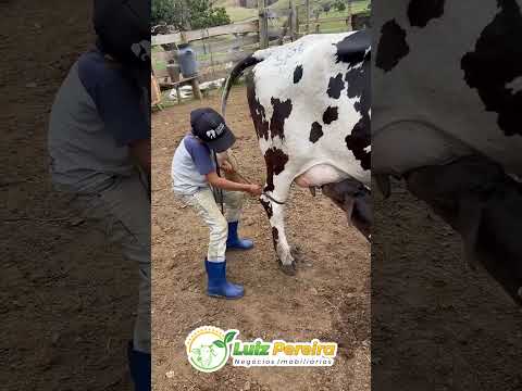 Vaca leiteira, lida do dia a dia #Boiadeiro#Boibravo#Agro#Touro#Nelore#Vidanaroça #rodeio#montaria