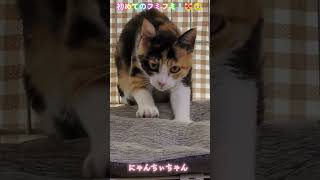三毛の子猫ファミリー計画その19  初めてのフミフミ😻🥹 #ニャンキー #保護猫 #三毛猫 #猫のいる暮らし #子猫 #cat