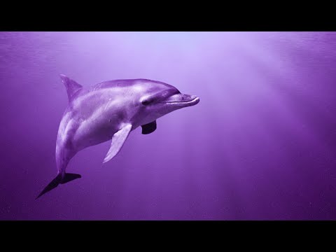 Raise Positive Vibration | 528Hz Positive Energy | Self Healing Frequency | Healing Miracle Music