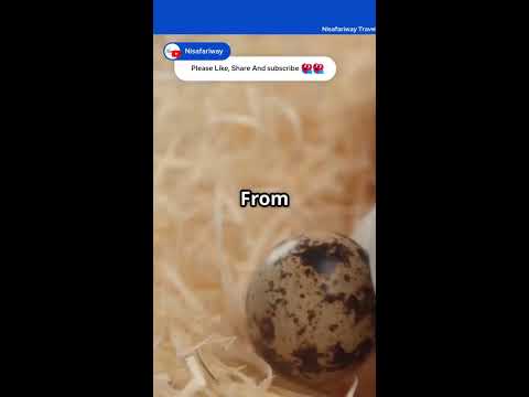Do You Know These Facts About Ostrich Eggs? Size, Edibility, Nutrition and Hatching Time