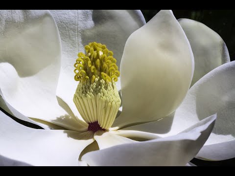 DISSECAÇÃO DE UMA FLOR - ANATOMIA