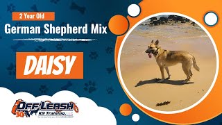 Download Lagu Best German Shepherd Dog Training | Carmel, Ca | Daisy Thumbnail
