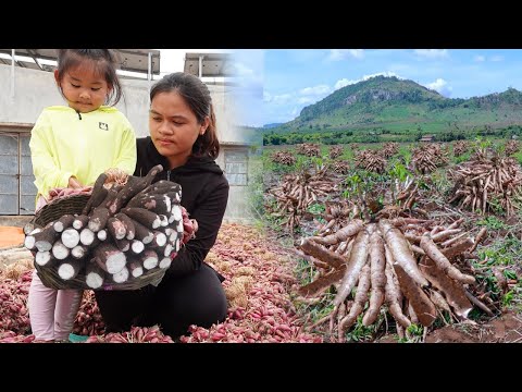 Maniok ernten Zum Verkauf auf den Landmarkt gehen – Leckere Maniok-Rezepte