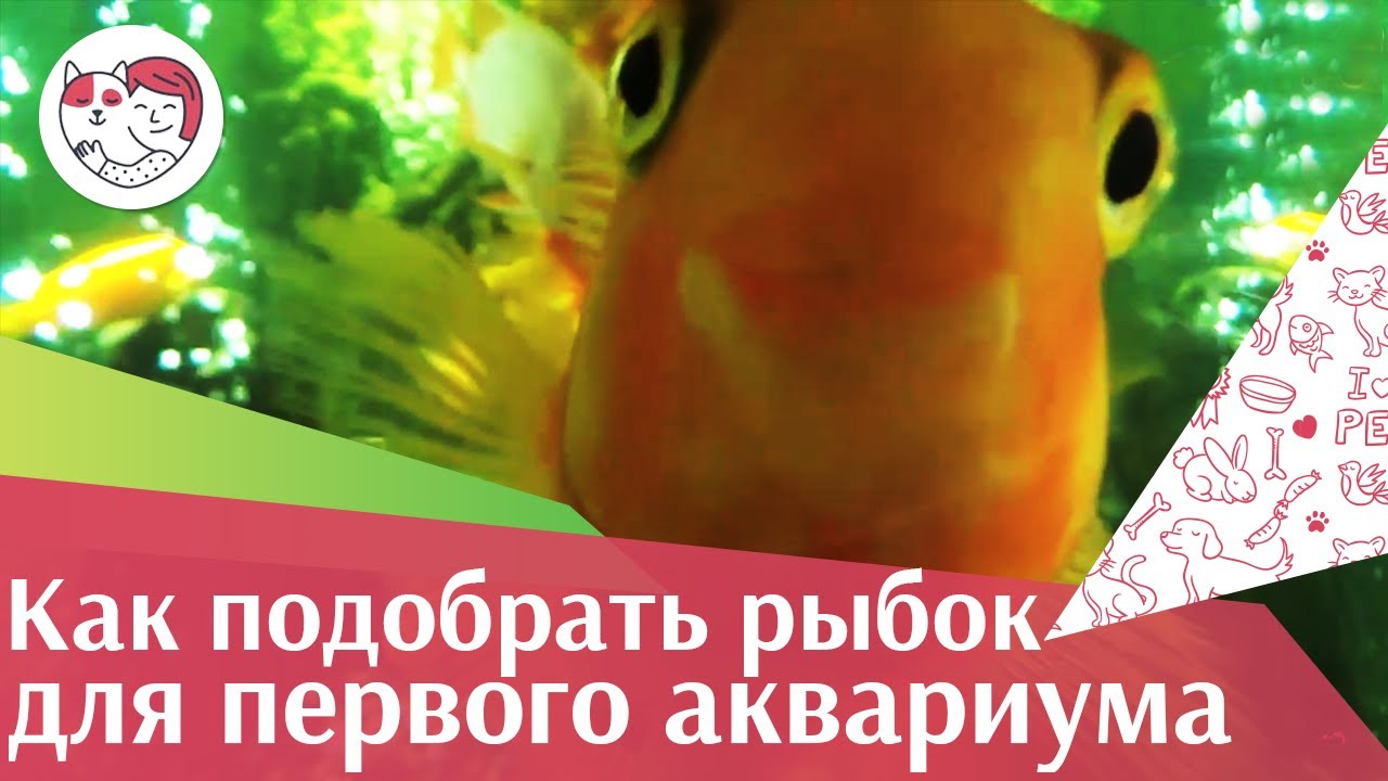 5 правил выбора аквариумных рыбок для новичка на ilikepet