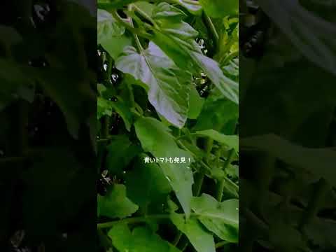 病気トマトの黒い茎の治療は茎潰瘍感染症に影響を与えます