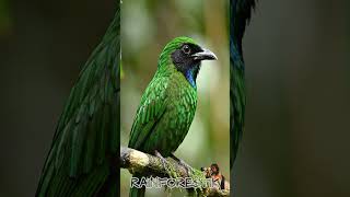 Download lagu Suara Cucak Ijo 432Hz | Frekuensi Relaksasi untuk Terapi Kecemasan #relaksasi #stressrelief  #birds mp3