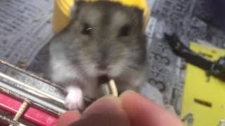 音フェチ【無言】 動物ハムスター　ひまわりの種の咀嚼音 可愛い仕草【ASMR】